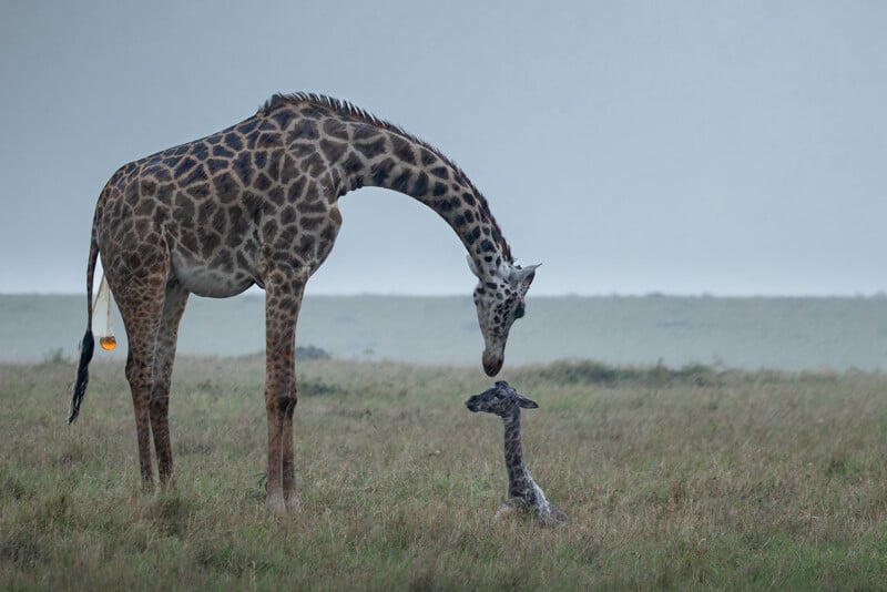 An adult giraffe bends its neck to nuzzle a newborn giraffe sitting on grassy plains under a gray, overcast sky.