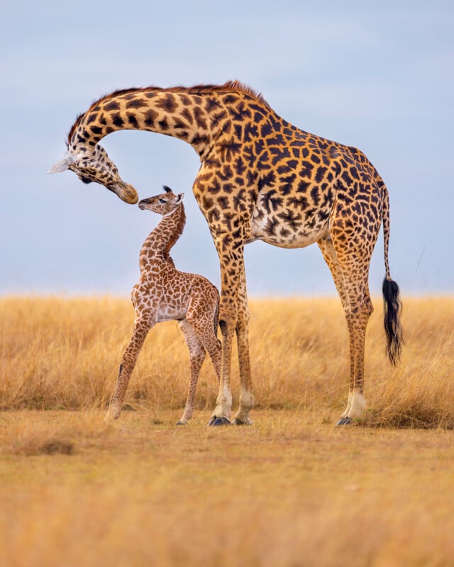 An adult giraffe bends its neck to touch noses with a baby giraffe standing in tall, golden grass on an open savanna under a clear sky.