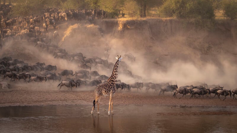 A giraffe stands in shallow water while a large herd of wildebeest runs behind it, raising dust along a riverbank with scattered trees in the background.