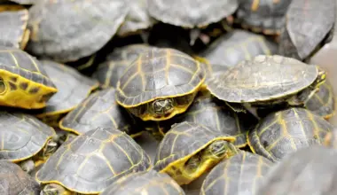 rare species of turtles washed ashore