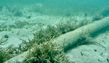 Ireland’s security in the spotlight – The Irish Times