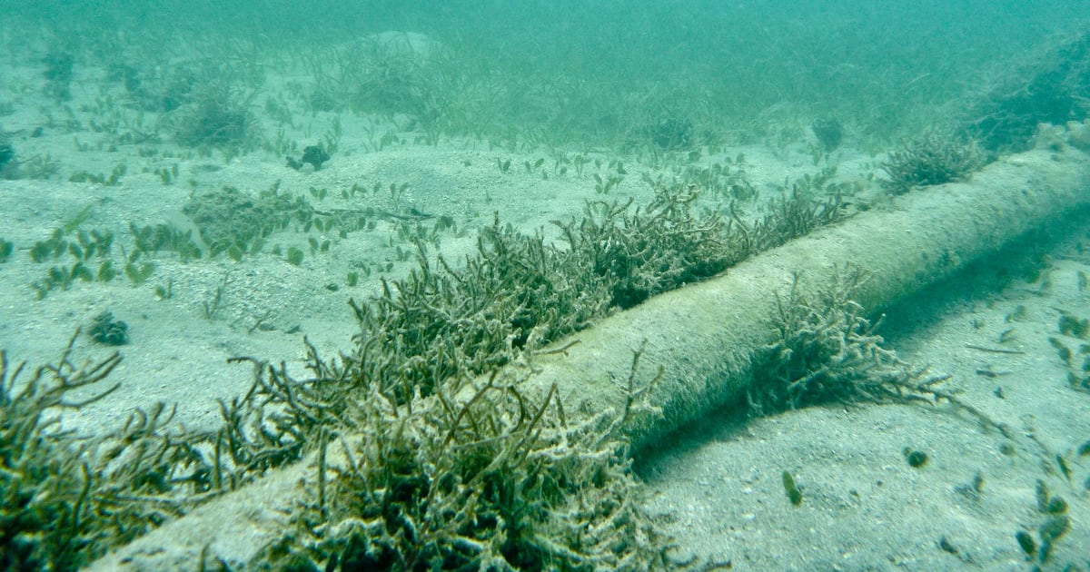 Ireland’s security in the spotlight – The Irish Times