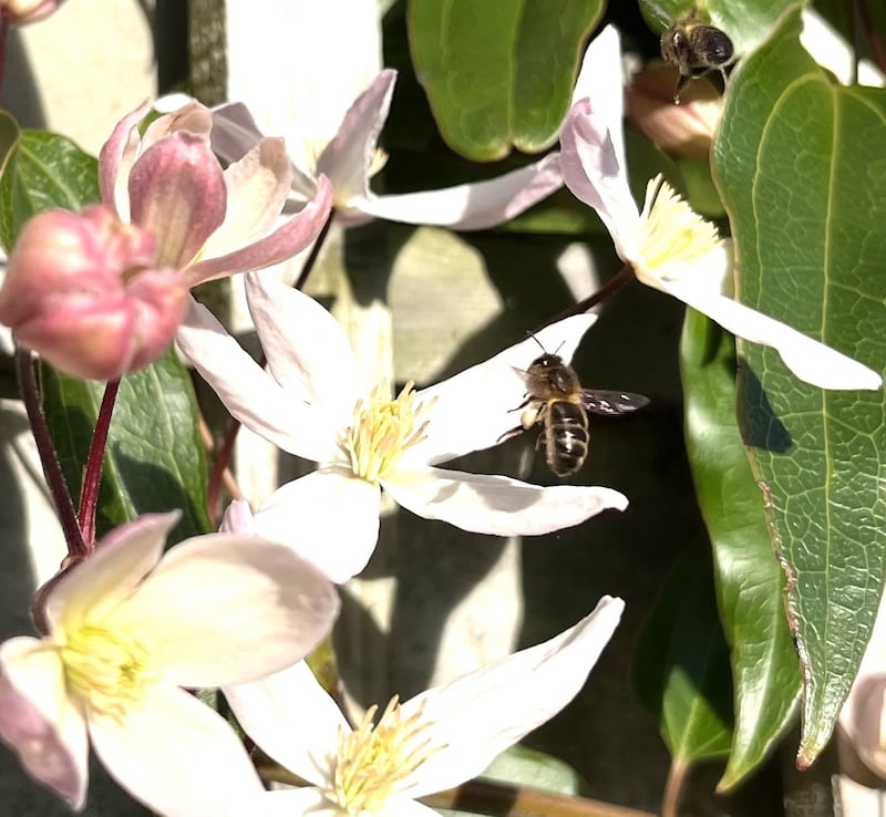 Honeybees, drawn to clematis in bloom. Photograph: Niamh Garvey