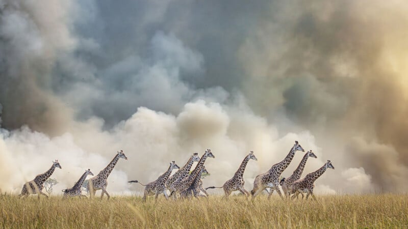 A group of giraffes runs through tall grass with thick smoke or clouds rising dramatically in the background, suggesting urgency or escape in a savanna landscape.