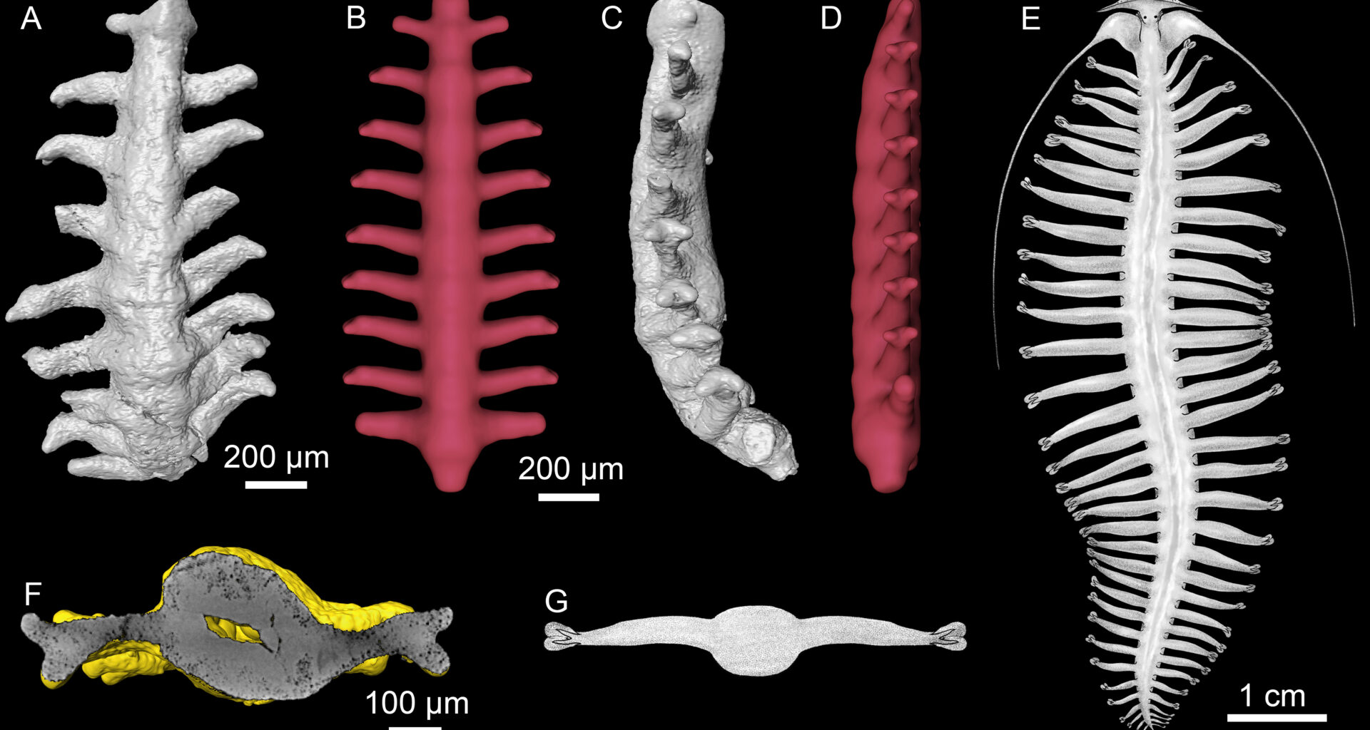 Earliest Cambrian Microfossils Preserve Ringed Worms----Chinese Academy of Sciences