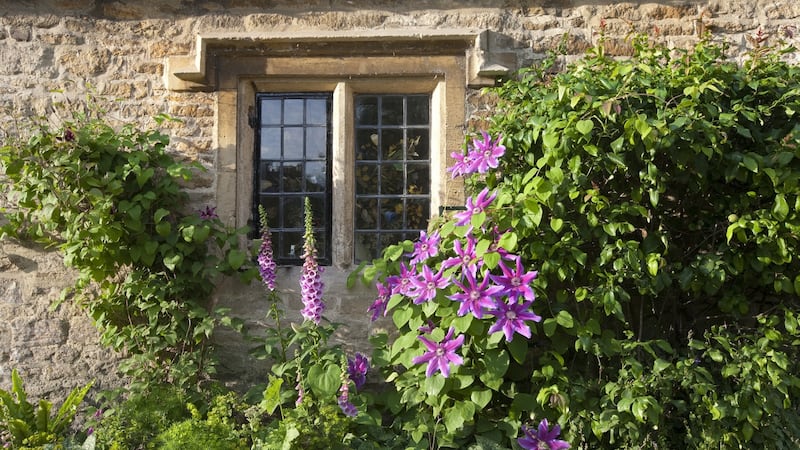 Clematis flowering around an idyllic cottage. Photograph: iStock