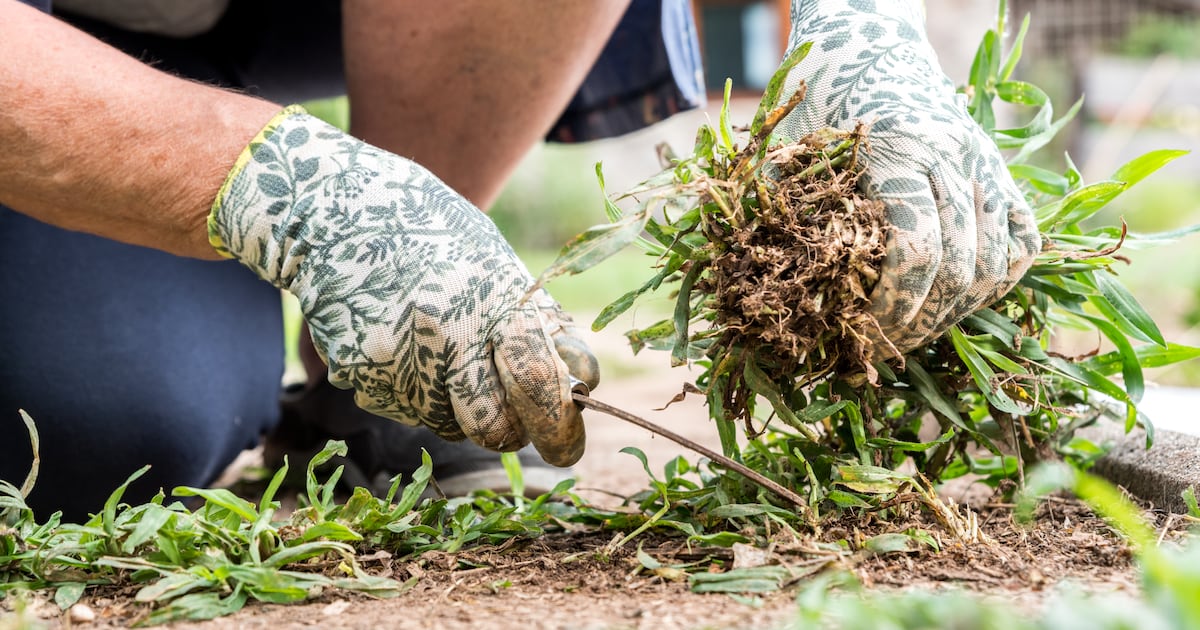 Landscaper defrauded elderly woman of more than €50,000 for poor-quality work in garden, court hears – The Irish Times