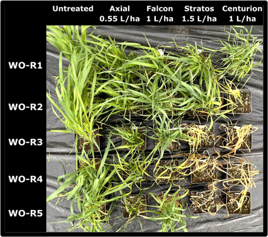 An image showing wild oats and their susceptibility to fungicide treatment