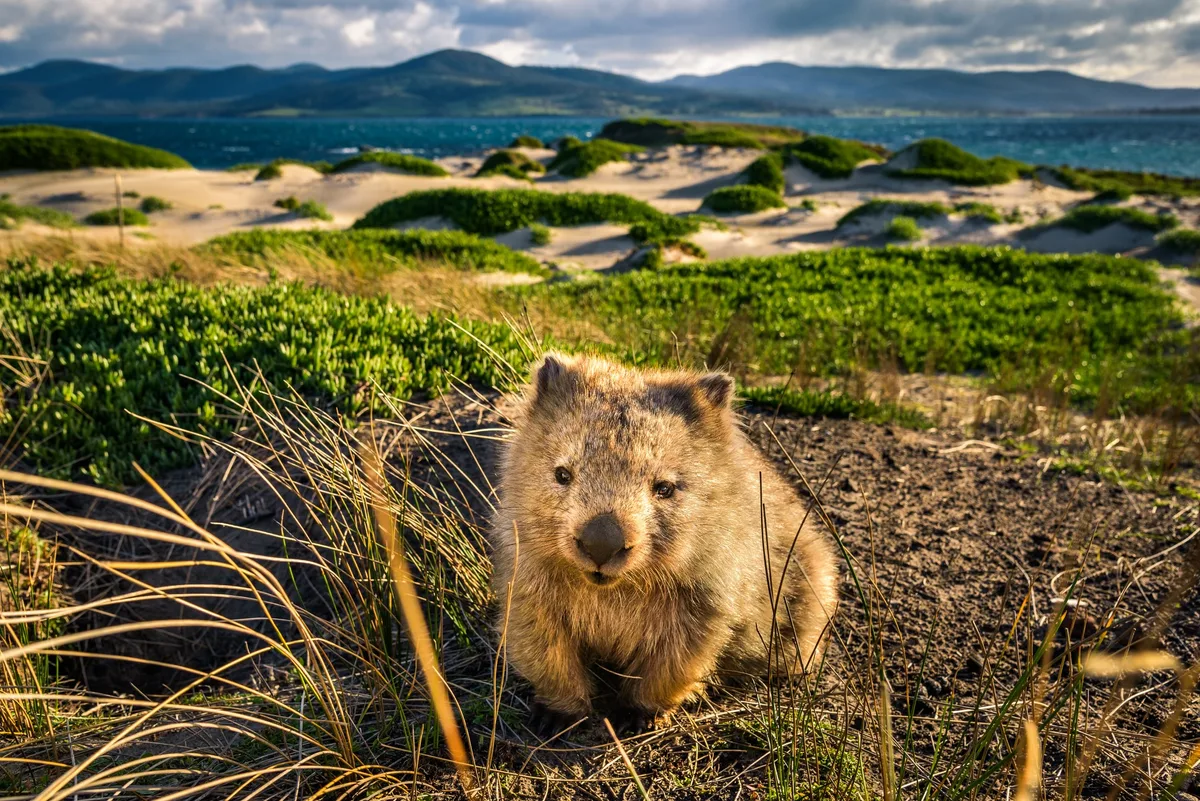 Wombat