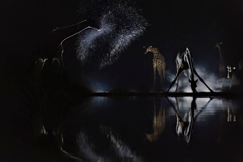 Four giraffes stand and drink at a waterhole at night, illuminated by a faint light. One giraffe splashes water dramatically, with droplets catching the light. Their reflections are visible on the calm water surface.