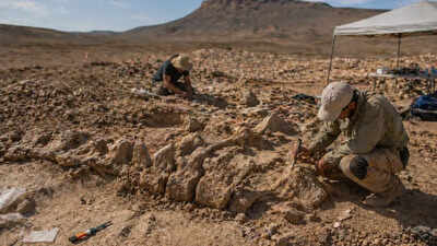A 70-million-year-old Moroccan fossil reveals "dinosaur highways" across continents