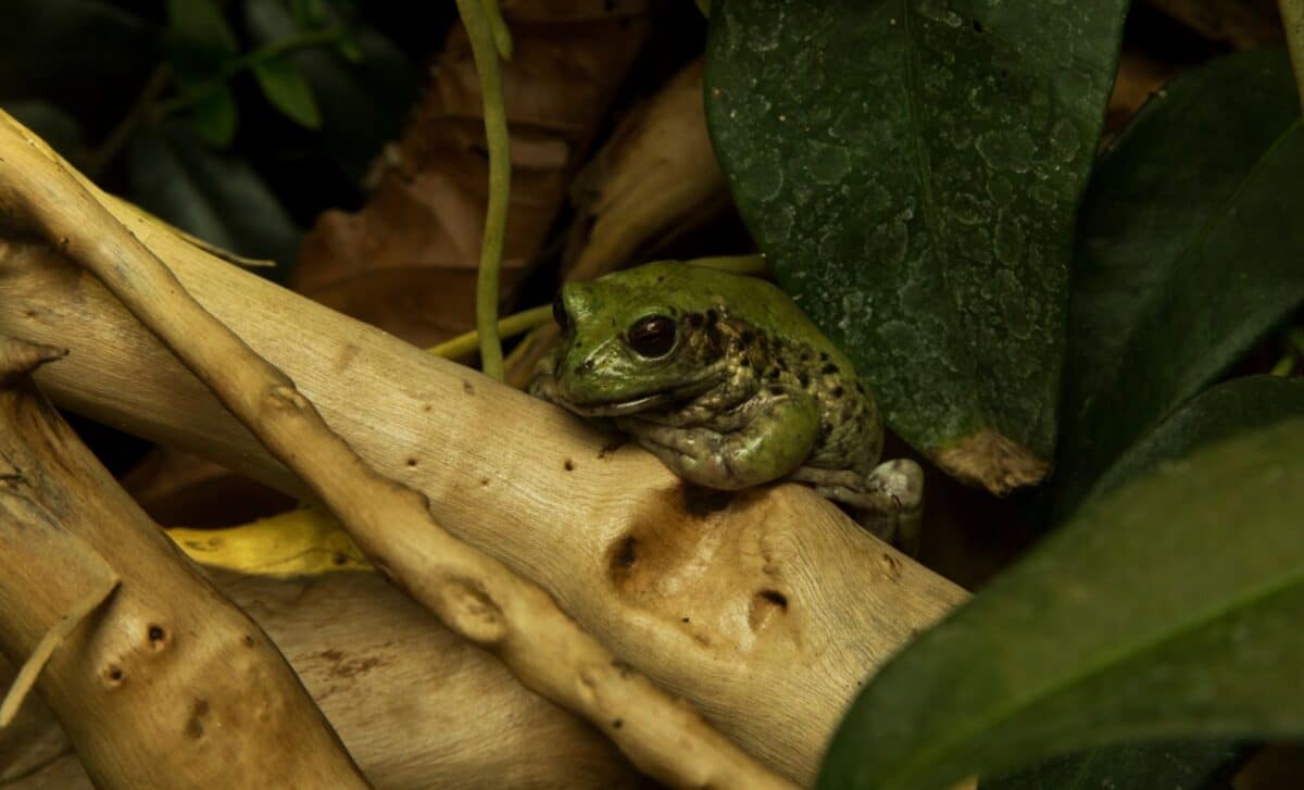 A Brand New Frog Species Has Been Found In The Amazon, With A Secret Hiding On Its Back (illustrative Image)