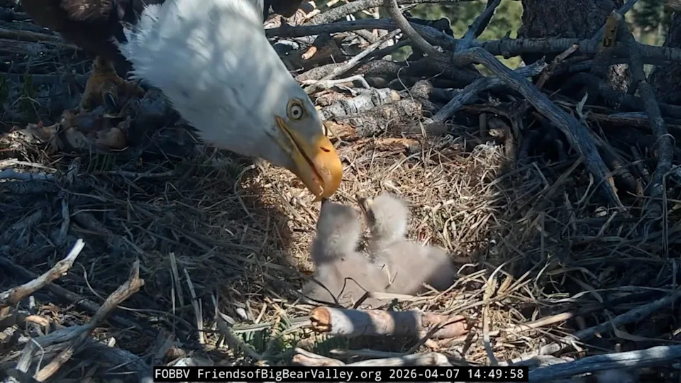 Tiny eaglets born to fans' favorite couple of bald eagles, Jackie and Shadow, are growing up fast! The siblings are now learning how to "bonk."