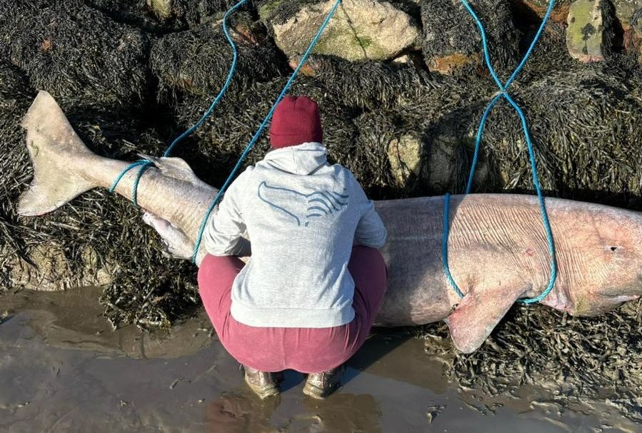 The body of the Greenland shark. Photo: Irish Whale and Dolphin Group