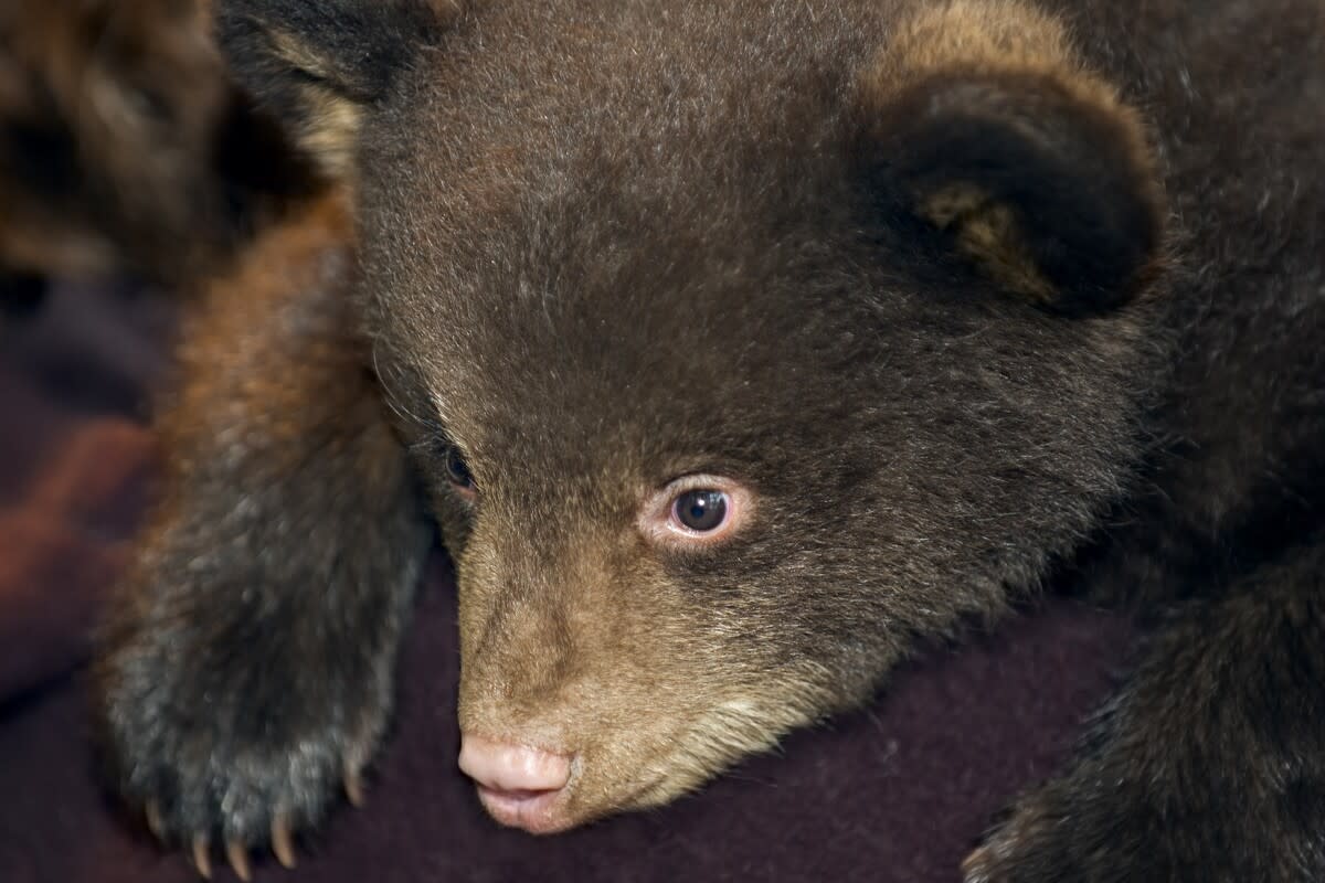 A black bear cub lying on a blanket.Image via Shutterstock&sol;Geoffrey Kuchera