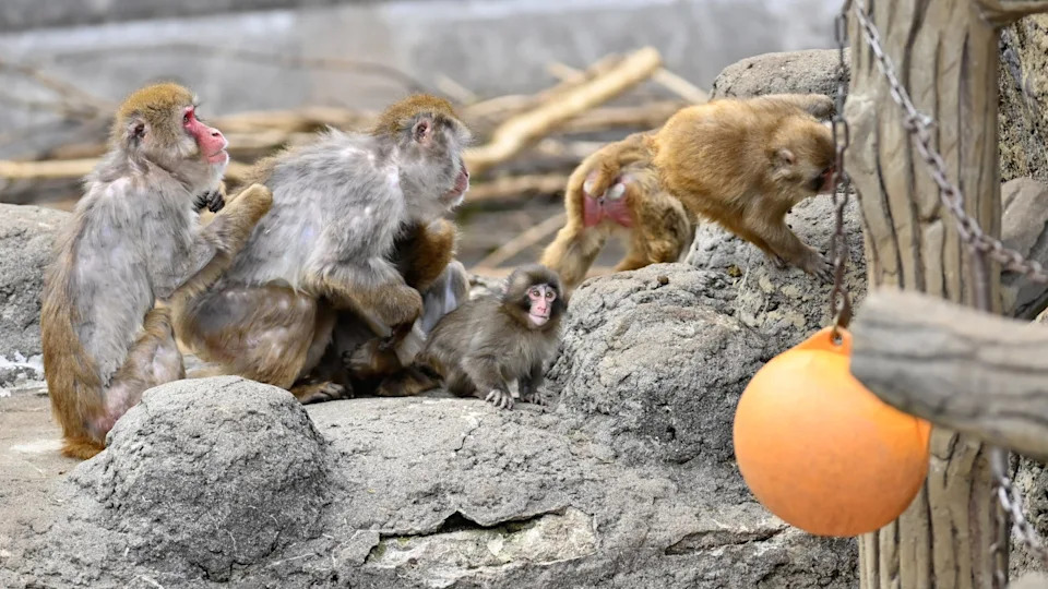 Punch the monkey interacts with other macaques in the Monkey Mountain enclosure at the Ichikawa City Zoo.Photo by Anadolu on Getty Images