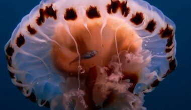 Amateur underwater photography awards for Sligo sub aqua members