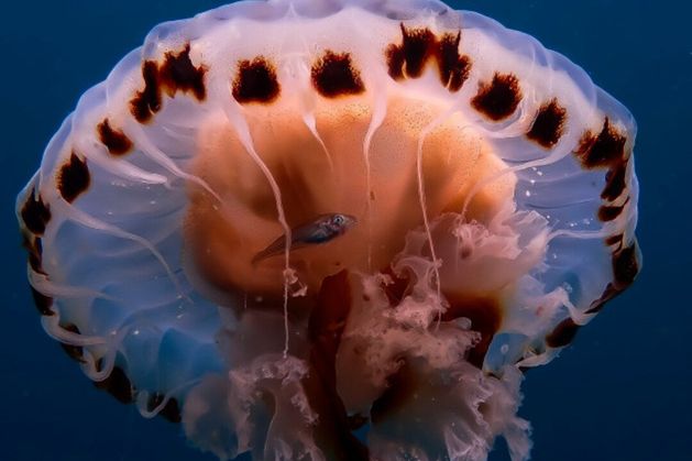 Amateur underwater photography awards for Sligo sub aqua members