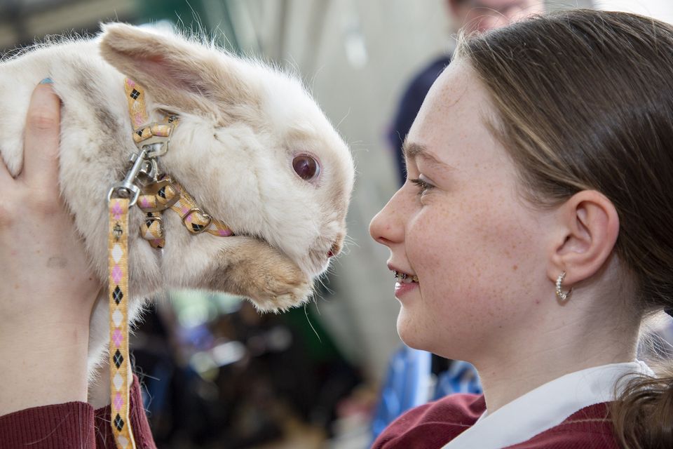 Annie Bracken and her pet rabbit Flopsie at the Glenart College TY Easter fair in aid of Enable Ireland. Photo: Michael Kelly