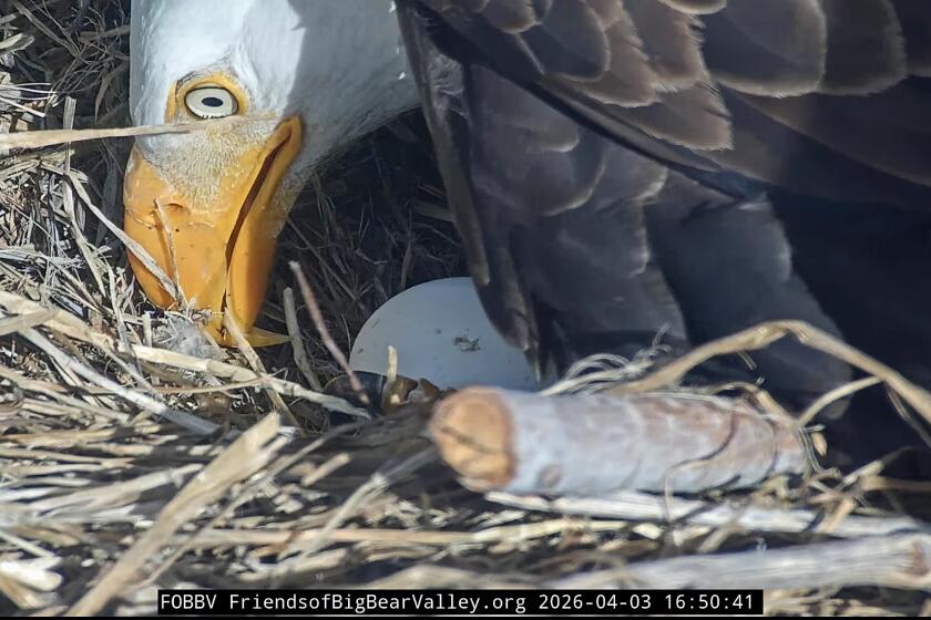 Pip pip hooray! One of Jackie and Shadow's chicks is starting to break out of its shell