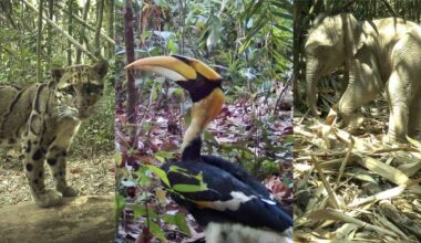 amazon of asia rare animals camera trap remote cameras