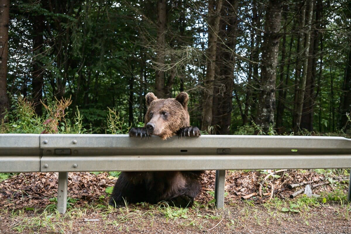 A brown bear resting on a guard rail on the side of the road.Image via Shutterstock&sol;artfotoxyz