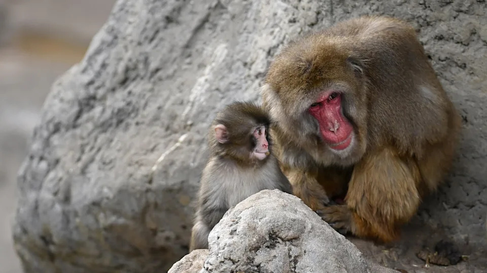 Punch the monkey and his motherPhoto by Anadolu on Getty Images