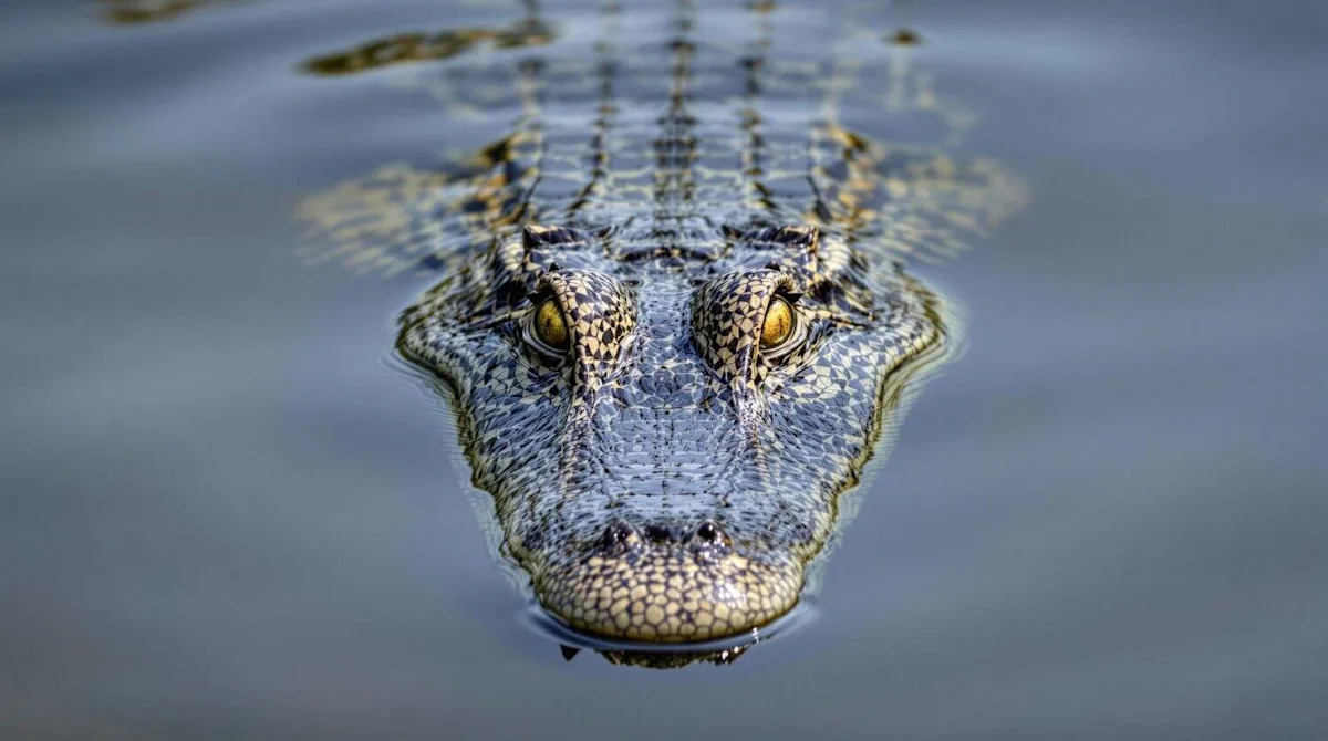 The Lakes with the Most Crocodiles in North and South America