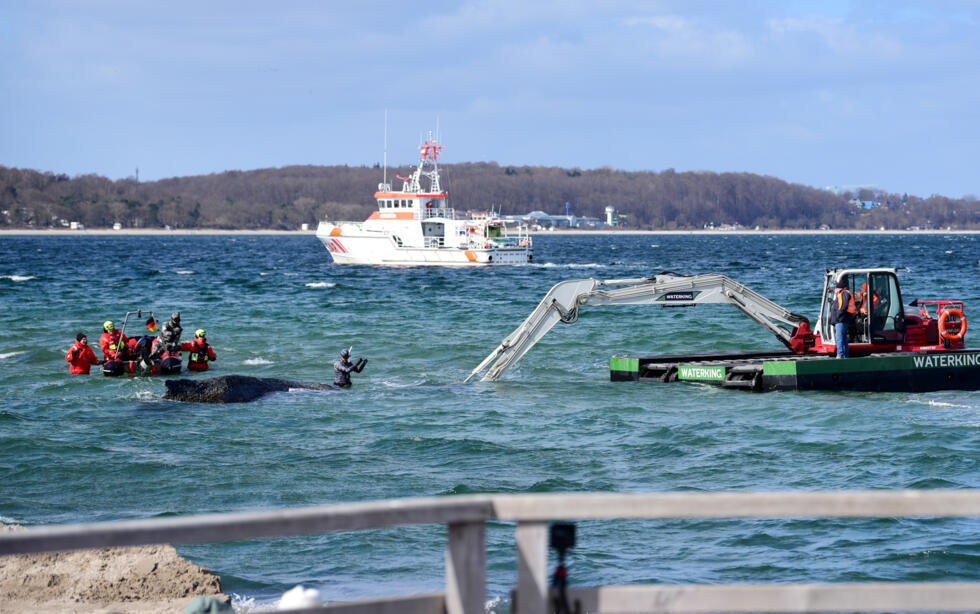 German media have broadcast the hapless creature lying motionless in shallow water for hours on end