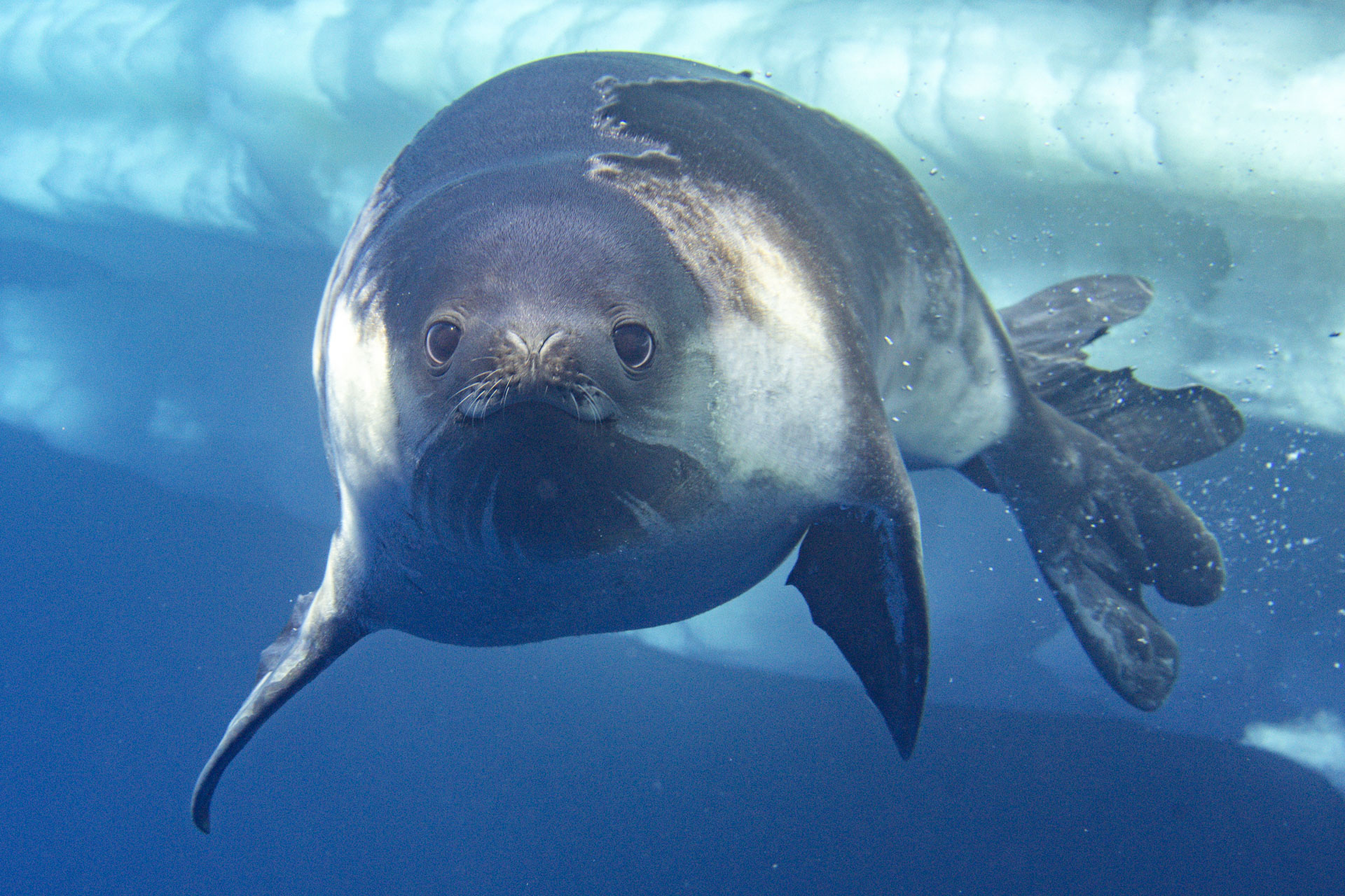 Photos of a rare Ross seal in Antarctica by sealife photographer Justin Hofman, underwater near the surface
