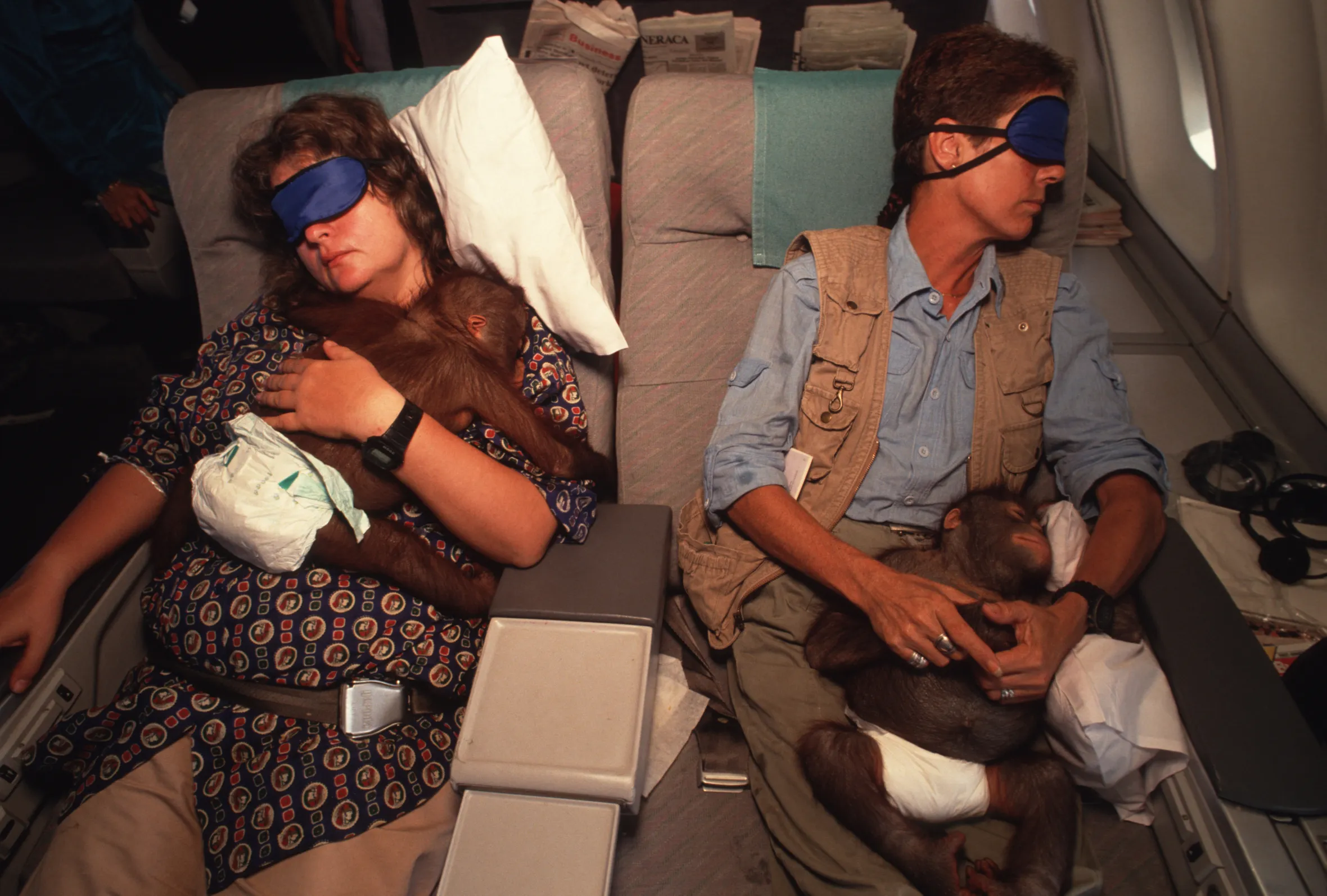 Biruté Galdikas and Dianne Taylor-Snow sleeping in first class with baby orangutans on a flight from Bangkok to Jakarta.