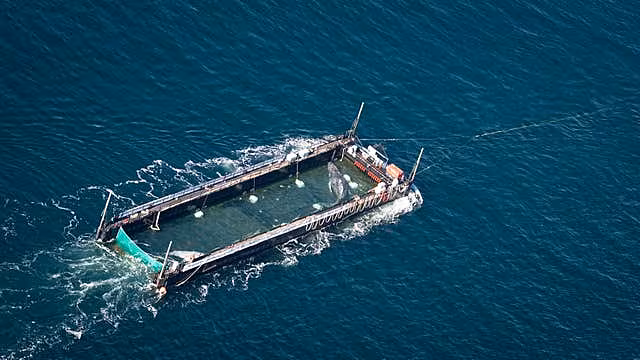 A humpback whale is transported in a flooded cargo ship 