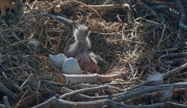 Big Bear eagles Jackie and Shadow’s second egg hatches – NBC Los Angeles