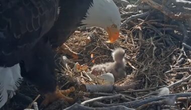 View from Jackie and Shadow's nest on Sunday as they welcomed two new hatchlings.  (Photo courtesy of Friends of Big Bear Valley)