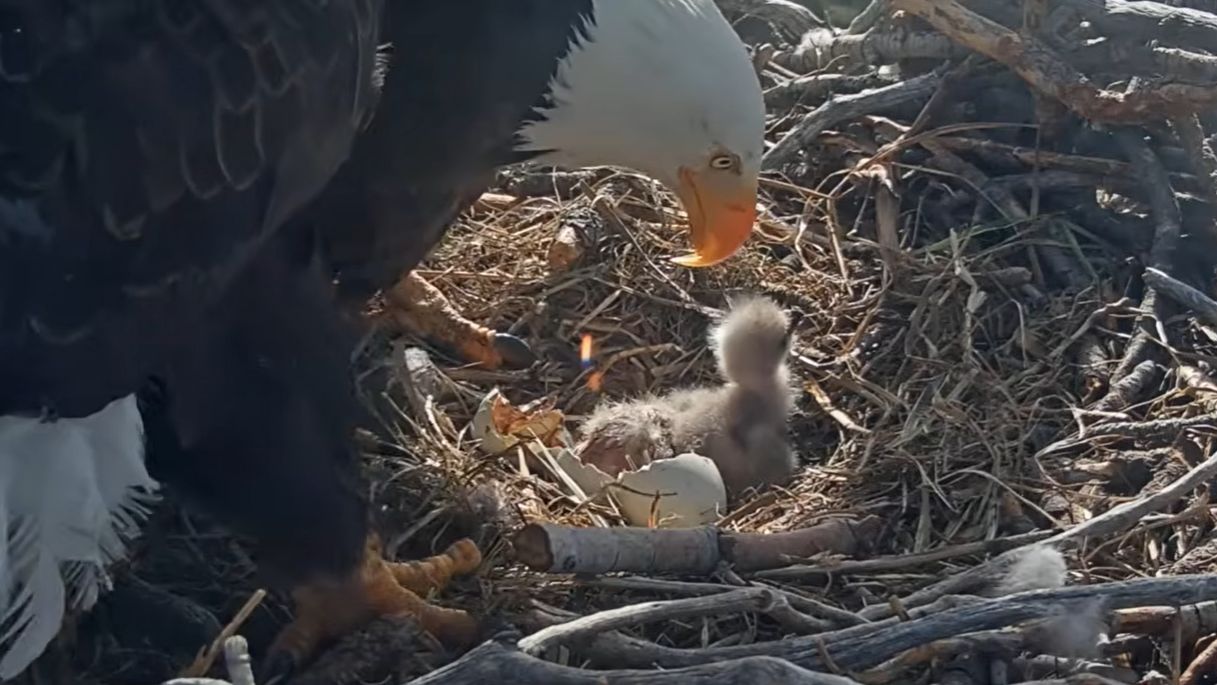 View from Jackie and Shadow's nest on Sunday as they welcomed two new hatchlings.  (Photo courtesy of Friends of Big Bear Valley)