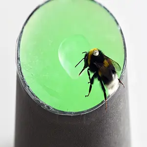 A bee sitting on an artificial flower used in the research experiments. Credit: Bee lab at Southern Medical University