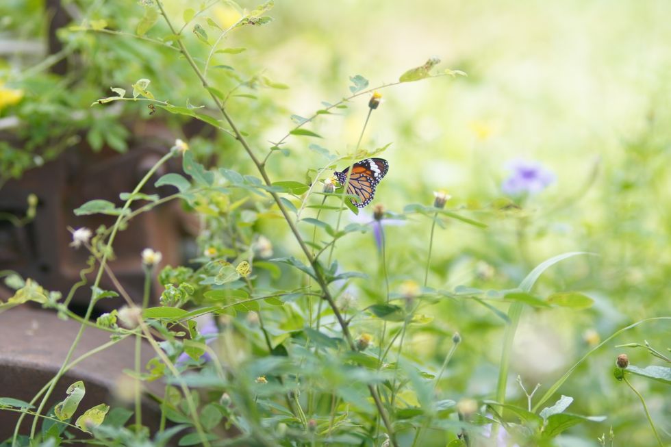 Butterfly in the woods