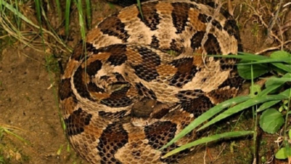 As spring temperatures rise in Tennessee, rattlesnakes are emerging from their dens, and wildlife officials are urging hikers and pet owners to take precautions. State wildlife agencies say the timber rattlesnake can be found across Tennessee. It is the largest and most dangerous of the four venomous snakes in the Volunteer State. (Courtesy TWRA / Matt Niemiller)