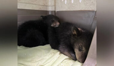 Orphaned black bear cubs 'distressed and traumatized' after mother shot in rural Manitoba, rescue owner says