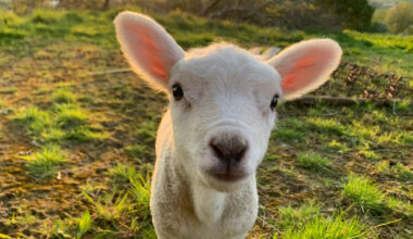 Baby Lamb Thinks She's a Dog and Bonds With the Pack