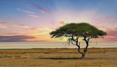 The Most Dangerous Animal in All of Africa Isn’t a Lion or Rhino — Most People Never Guess It