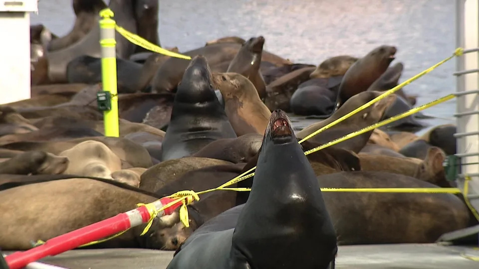 <div>Sea lions in Ballard</div><strong>(FOX 13 Seattle)</strong>
