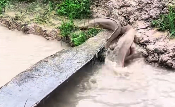 Cá trê 'trèo' lên bờ chơi sau trong mưa lớn