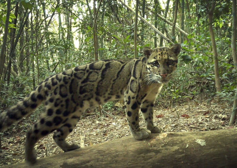 A clouded leopard with distinctive dark markings stands on a fallen tree trunk in a dense, green forest, looking toward the camera.