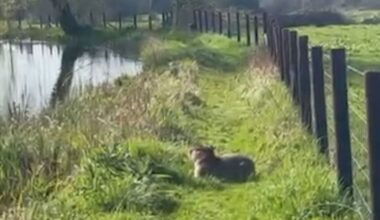 Humane badger traps ready to be deployed in search for Samba the missing capybara