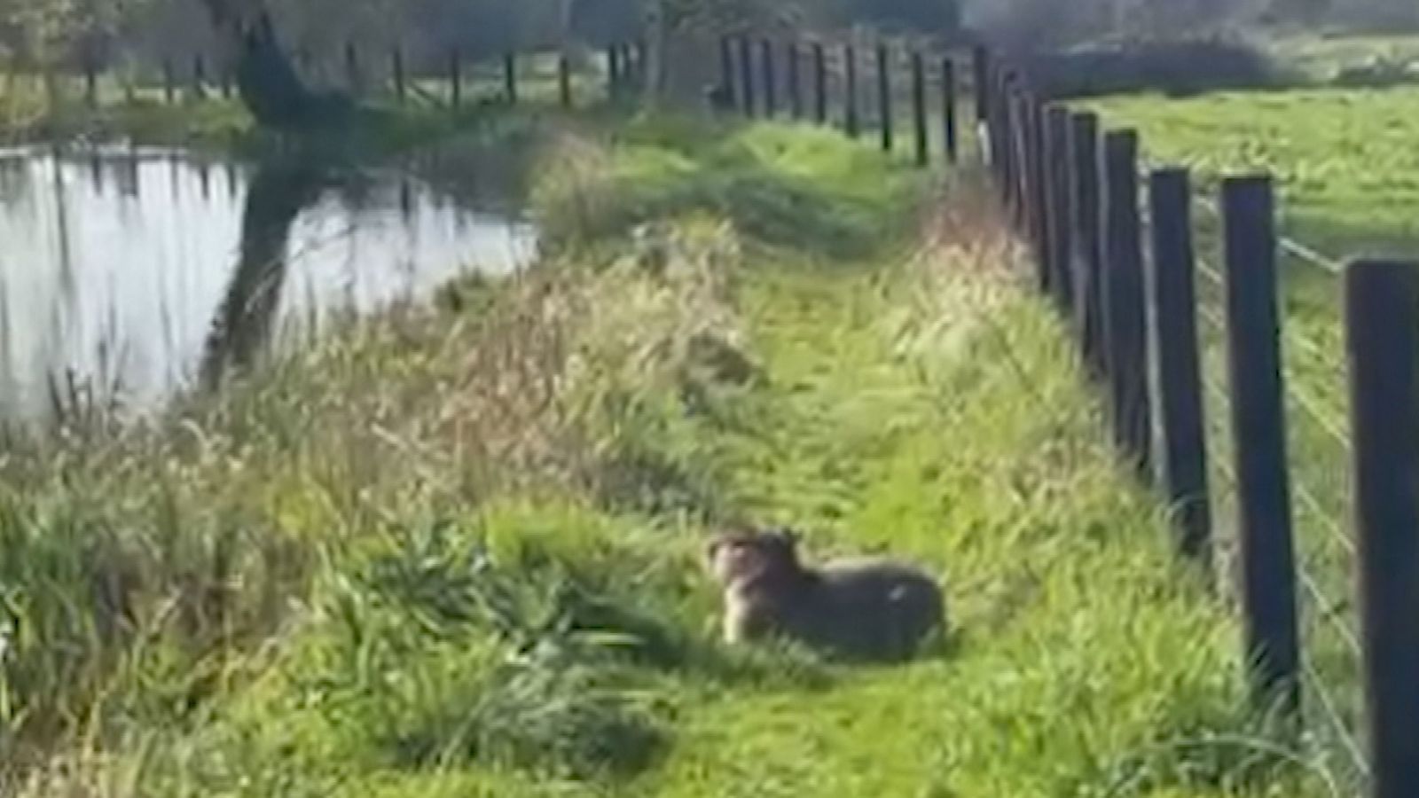 Humane badger traps ready to be deployed in search for Samba the missing capybara