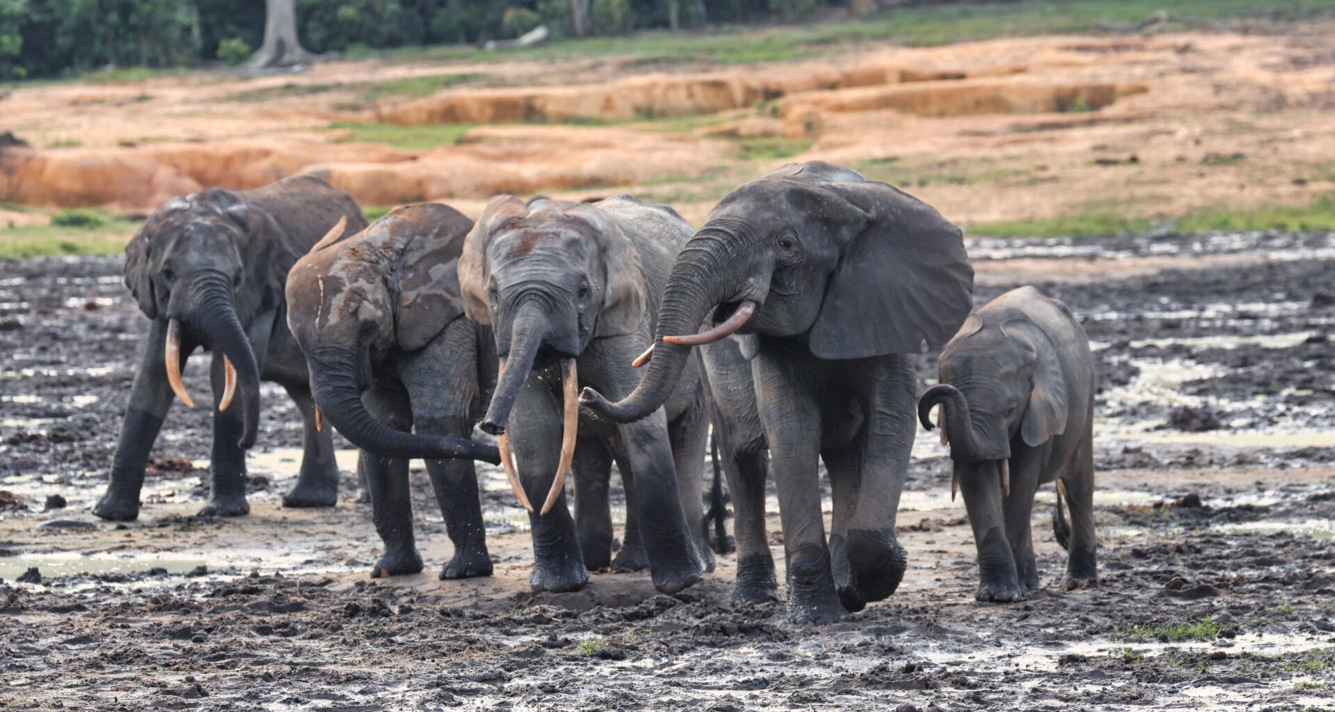 A unique clearing in Central Africa draws elephants from the dense forests