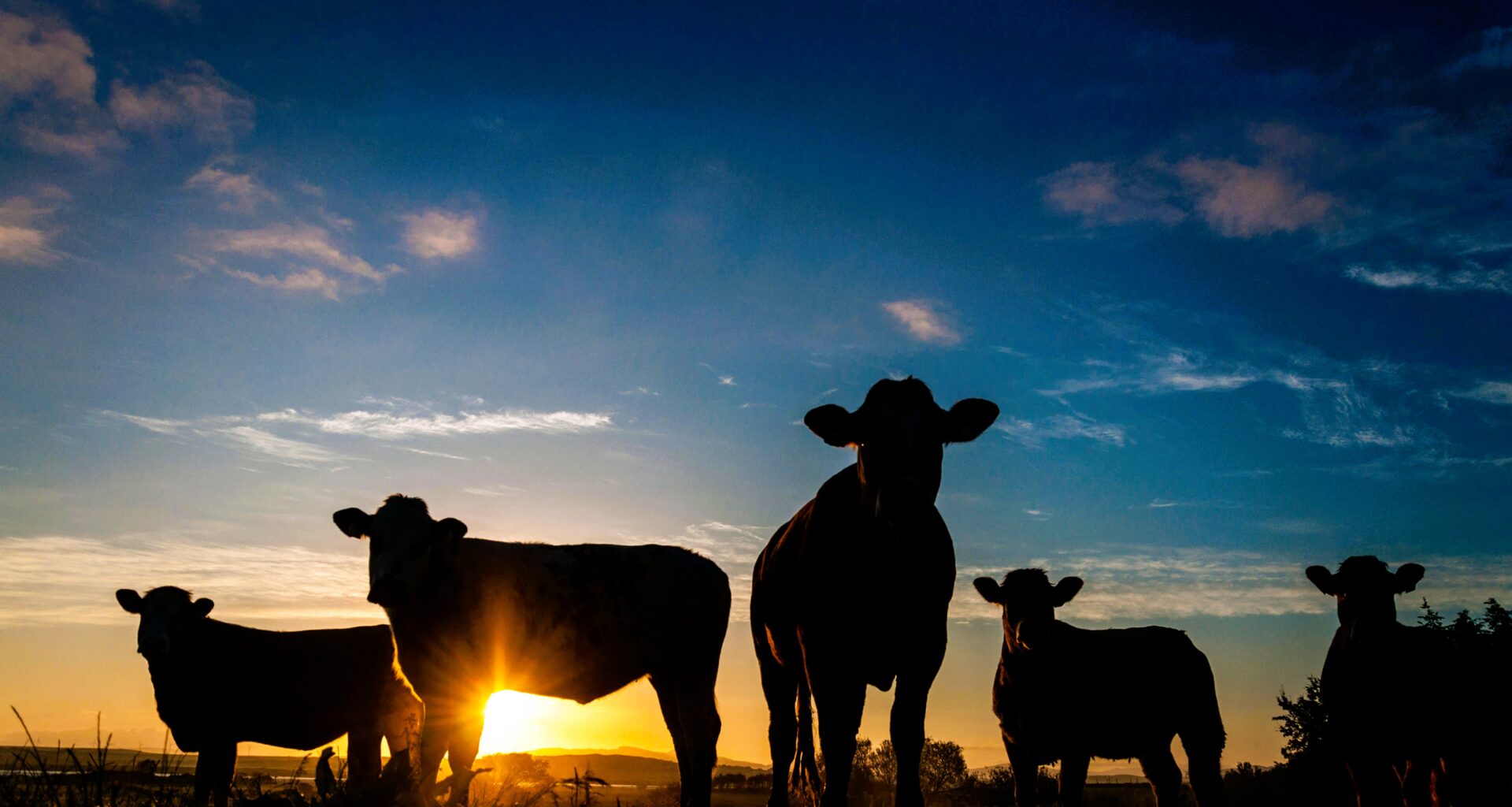 Nearly 90 new cases in Free State in one week as vaccination roll-out struggles – African Farming