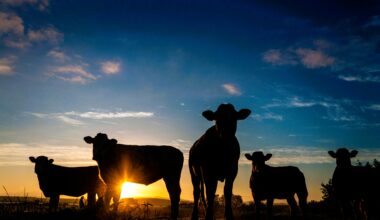 Nearly 90 new cases in Free State in one week as vaccination roll-out struggles – African Farming