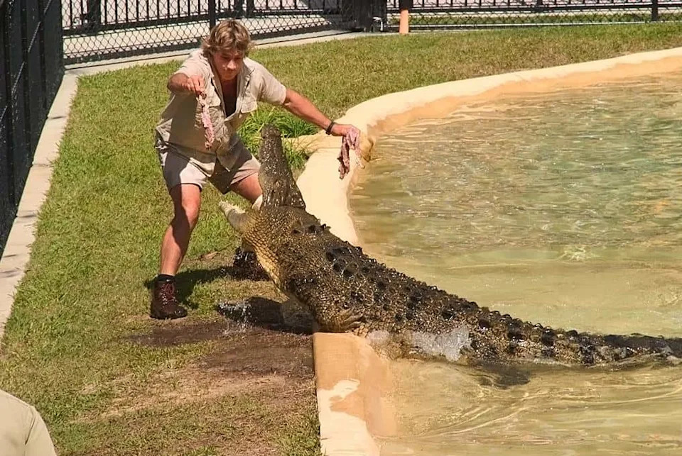 Steve Irwin feeding a crocodile